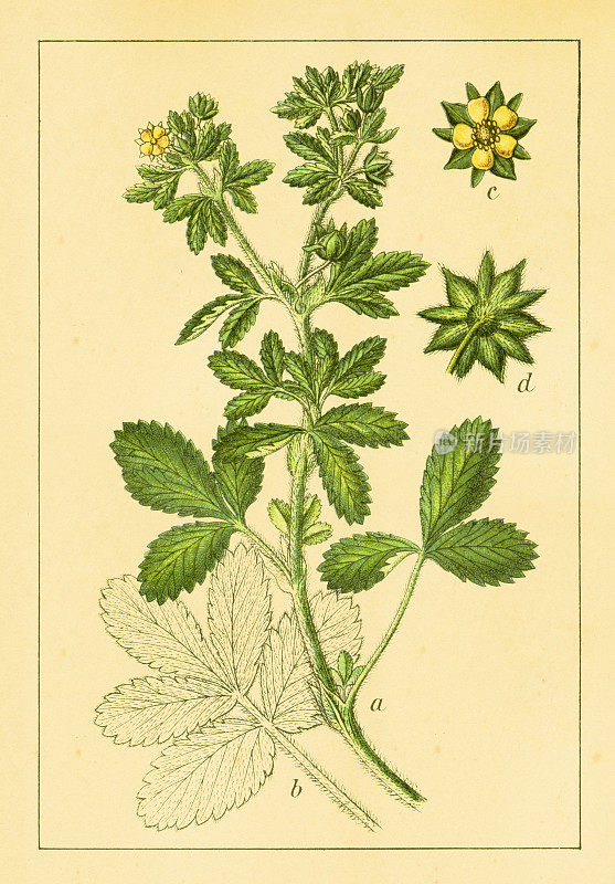 挪威cinquefoil |古董花卉插图